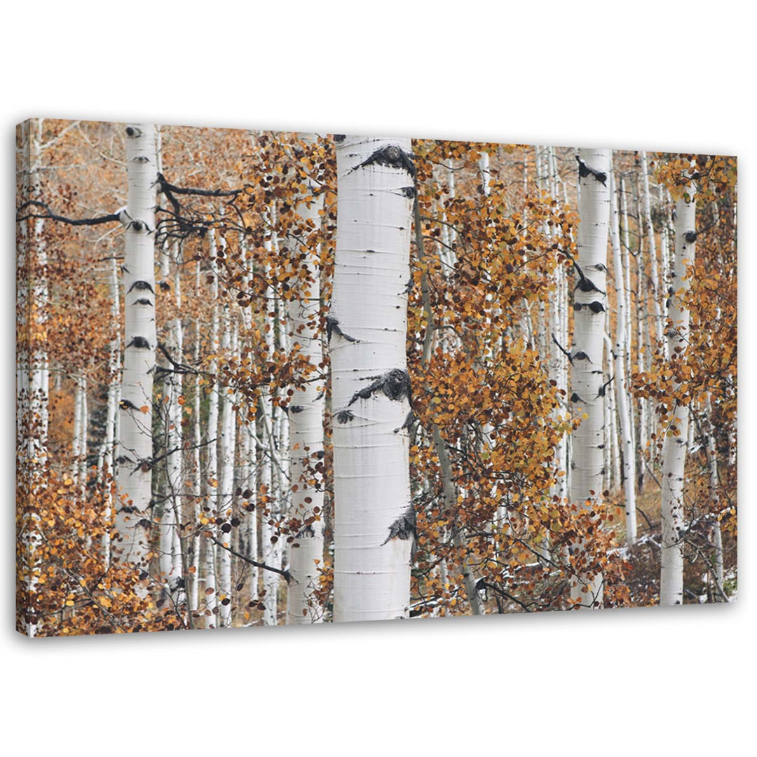 Leinwandbild Birches