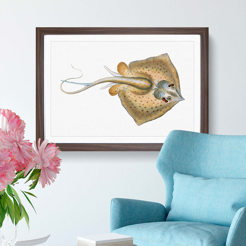 Common Stingray by Edward Donovan - Framed Print, Walnut Framed, 27cm H x 36cm W x 2cm D
