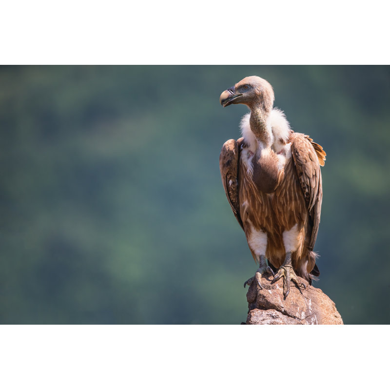 Griffon Vulture In A Detailed Portrait, Standing On A Rock by Valio84sl - Wrapped Canvas Print, 20cm H x 30cm W