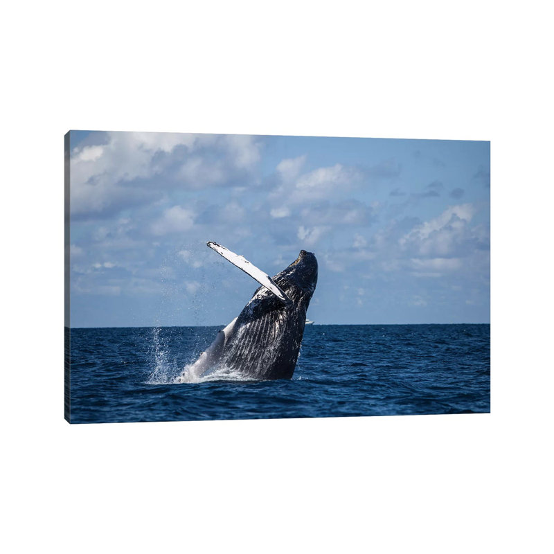 A Large Humpback Whale Breaches Out Of The Atlantic Ocean by Ethan Daniels - Wrapped Canvas Print, 20.32 cm H x 30.48 cm W