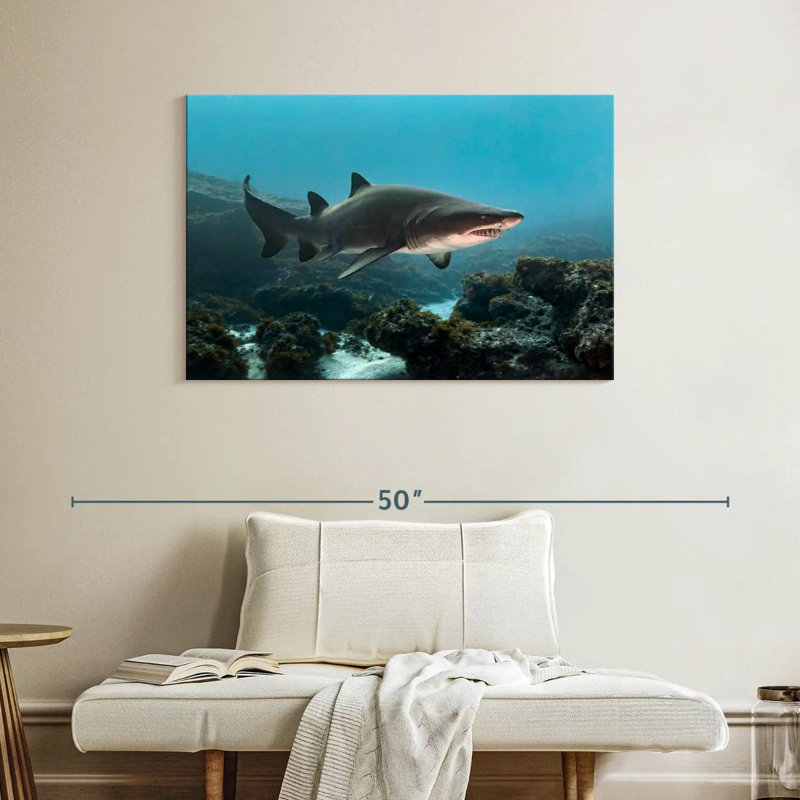 Aliwal Shoal Shark