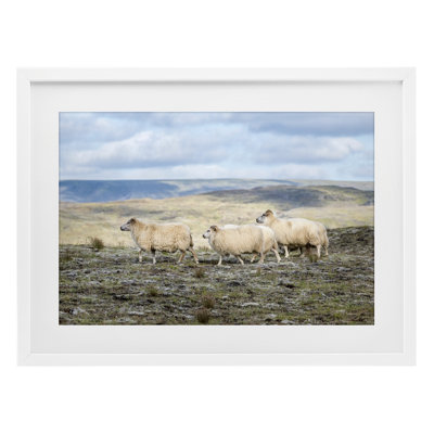 Three Friends Sheep in Nature Framed Print Under Glass, design by D. Burt