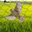 Filet Crop Orchard-1682805124