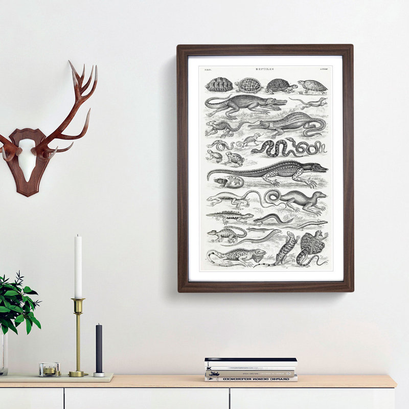 Study of Reptiles by Oliver Goldsmith - Picture Frame Drawing Print, 48cm H x 36cm W x 2cm D, Walnut Framed