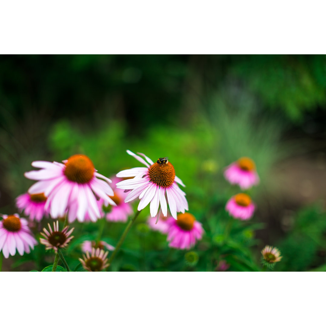 Close Up of Bumble Bee Bestäubung rosa Echinacea Blumen in der Wiese von Coldsnowstorm - Drucken