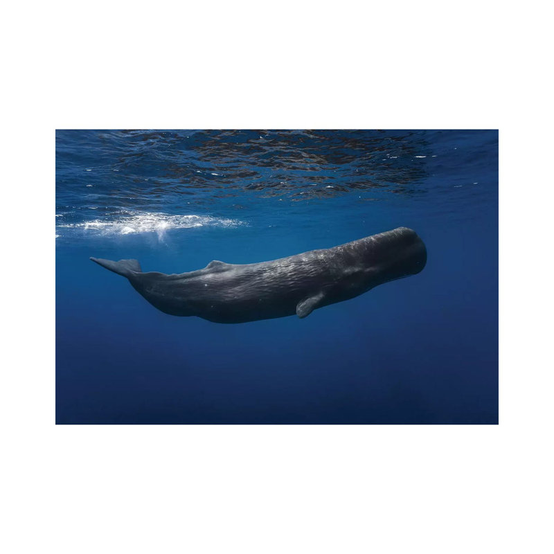 Sperm Whale by Barathieu Gabriel - Wrapped Canvas Print, 45.72cm H x 66.04cm W x 1.91cm D