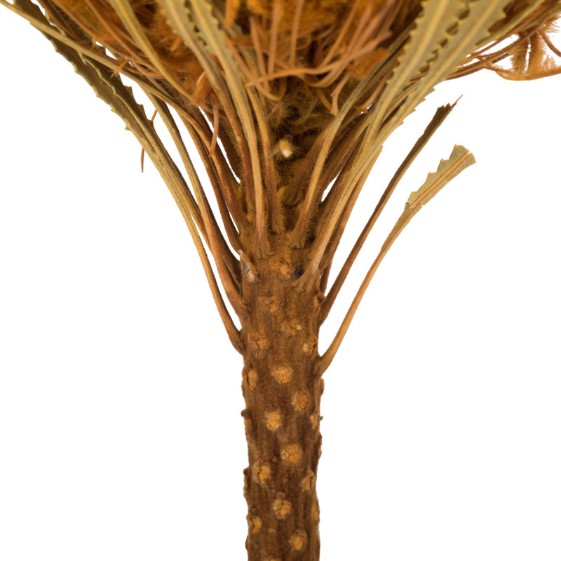 Arrangement floral Banksia