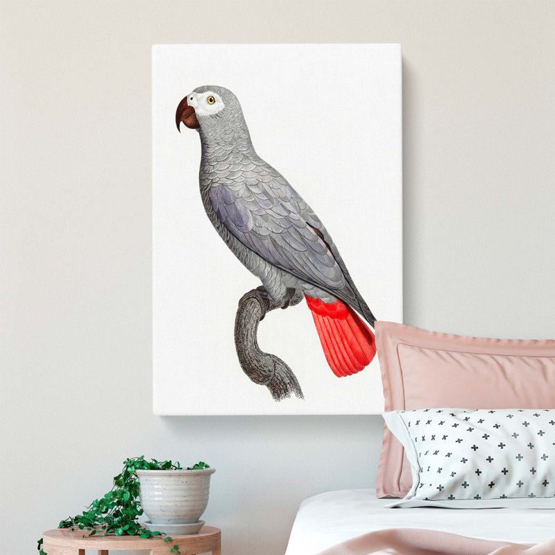 A Grey Parrot by F. Levaillant - Wrapped Canvas, 76cm H x 50cm W x 3cm D