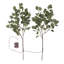 Branche d'eucalyptus éclairé avec 32 lumières DEL