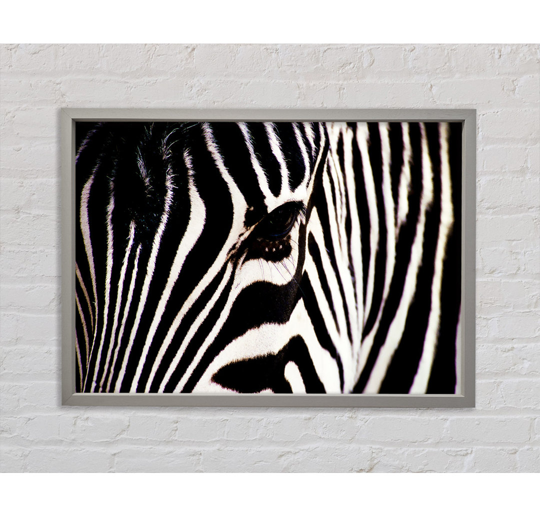 Zebra starren - druck