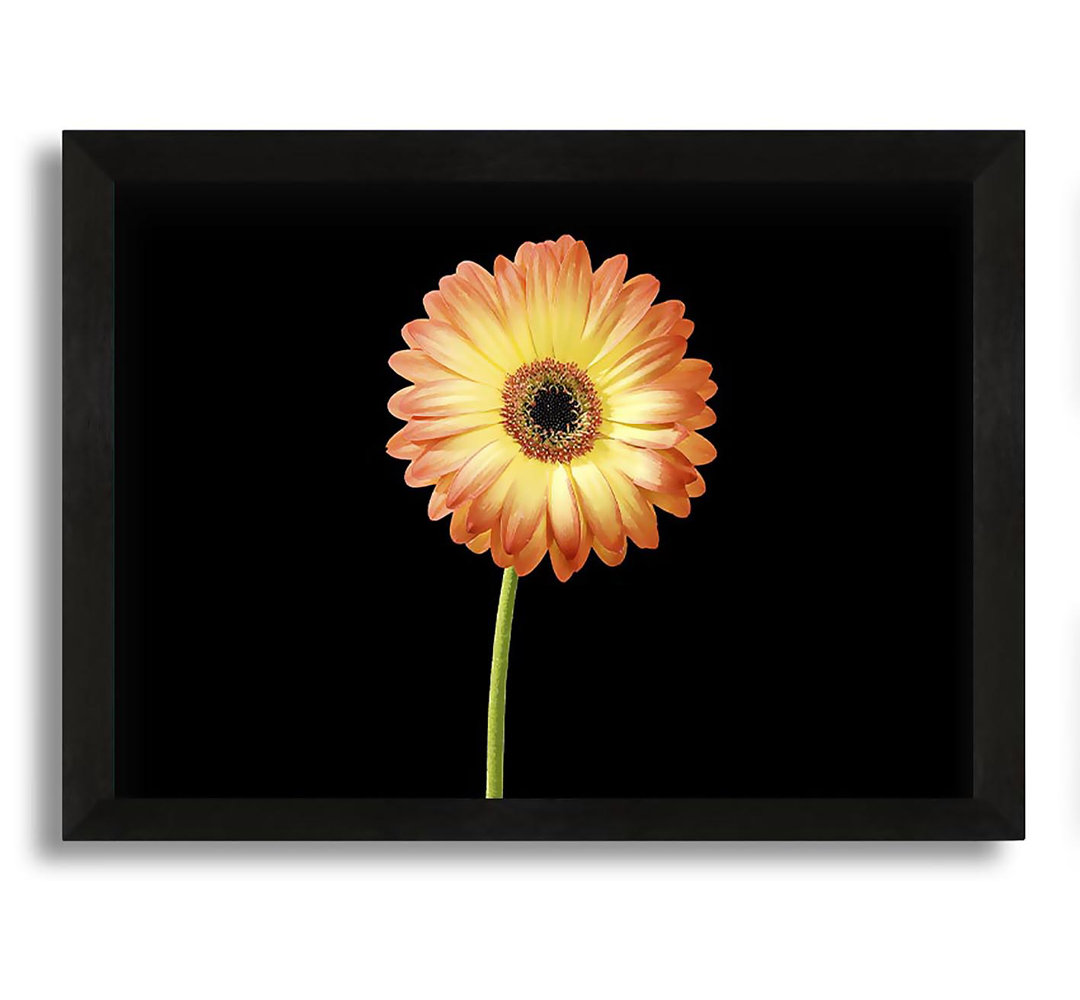 Gerahmtes Leinwandbild Orange Gerbera on Black