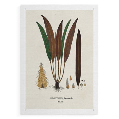 Botanical Society Ferns I -Canvas Print Only - NOT FRAMED