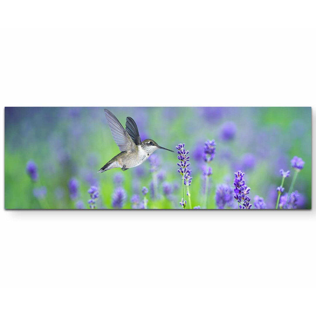 Leinwandbild "Kolibri im Lavendelfeld - Vögel" - Fotografie