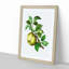 Green Apple by Pierre-Joseph Redoute - Picture Frame Painting Print-55575463-55575462