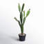 Cactus artificiel en pot-515654070