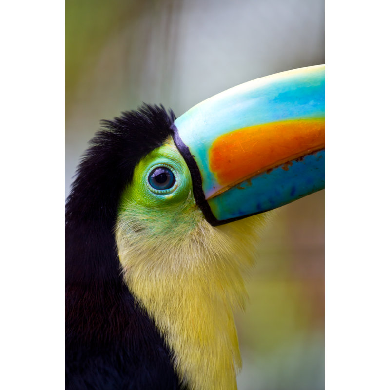 Toucan Eye by Joanne-Weston - Wrapped Canvas Print, 46cm H x 30cm W