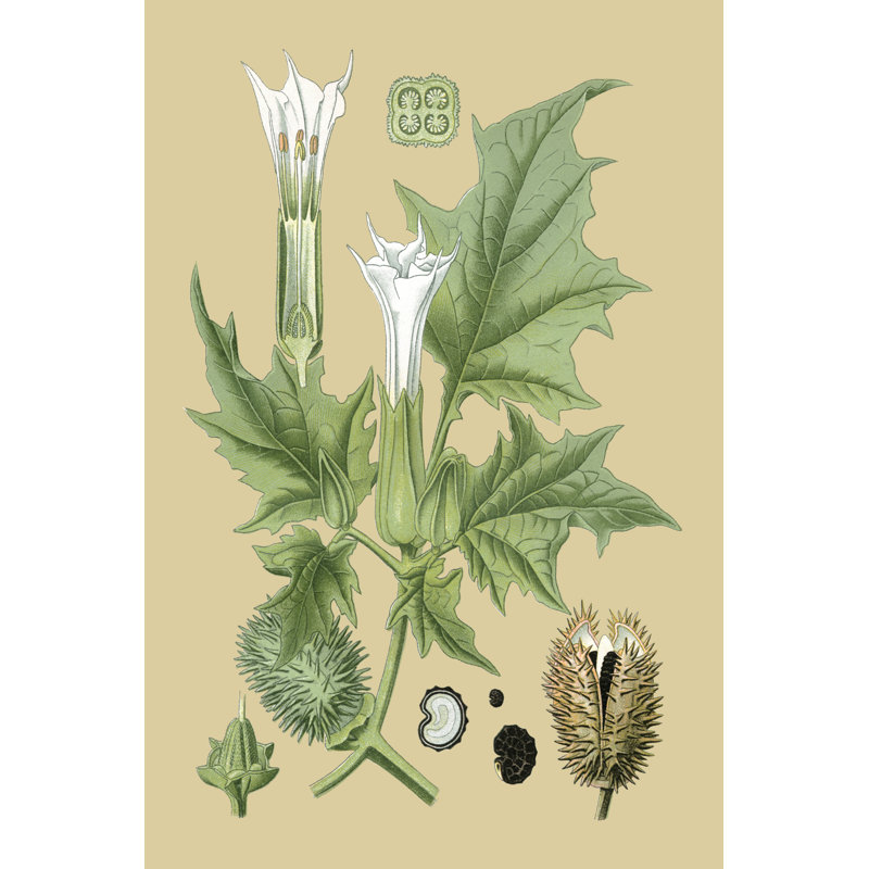 Ivory Blooms II - Wrapped Canvas Print, 122cm H x 81cm W x 3.8cm D