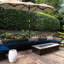 Parasol Brown