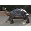 Giant Tortoise - Turtle bronze statue -  Size: 64"L x 36"W x 36"H.