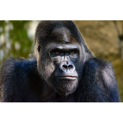 " Silverback Gorilla " by Jwjarrett