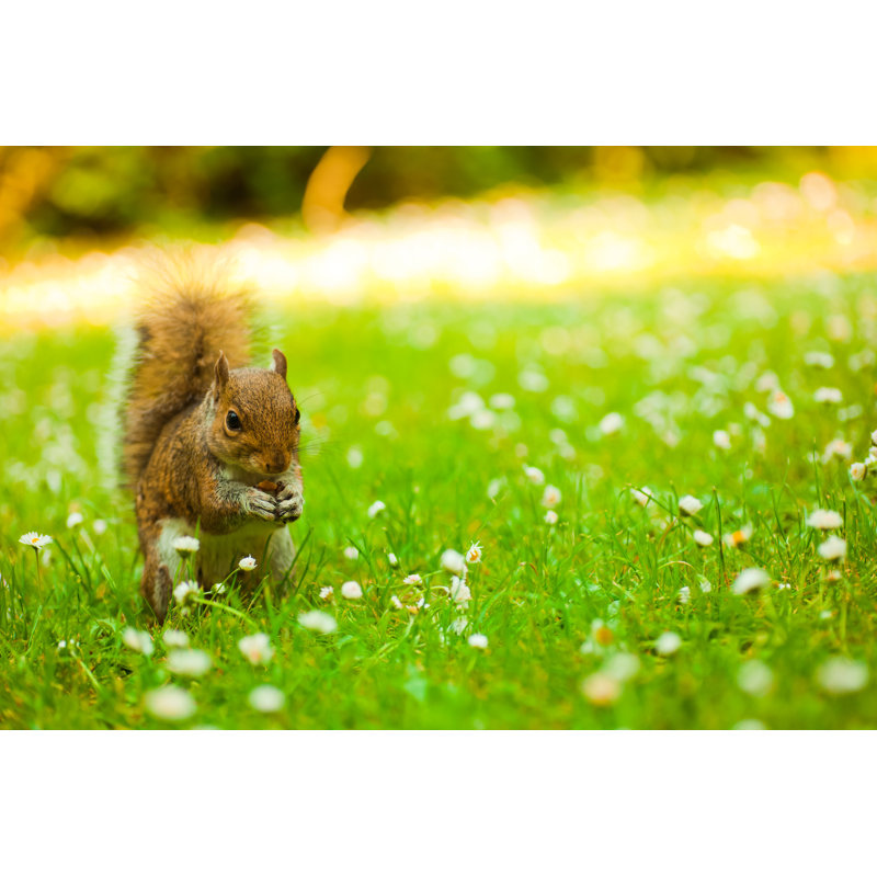 Squirrel In Meadow by Pawel Gaul - No Frame Art Prints on Canvas, 20cm H x 30cm W
