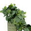 Marview Faux Ivy Plant in Ceramic Vase