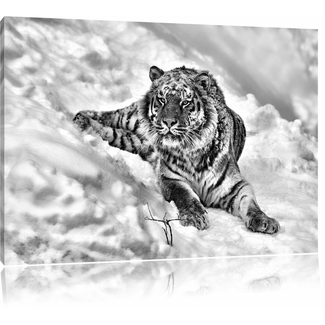 Leinwandbild Amur Tiger im Schnee in Monochrom