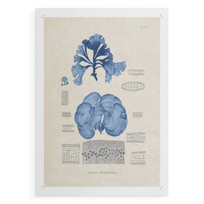 Blue Marine Algae IV - Impression sur toile seulement - SANS CADRE