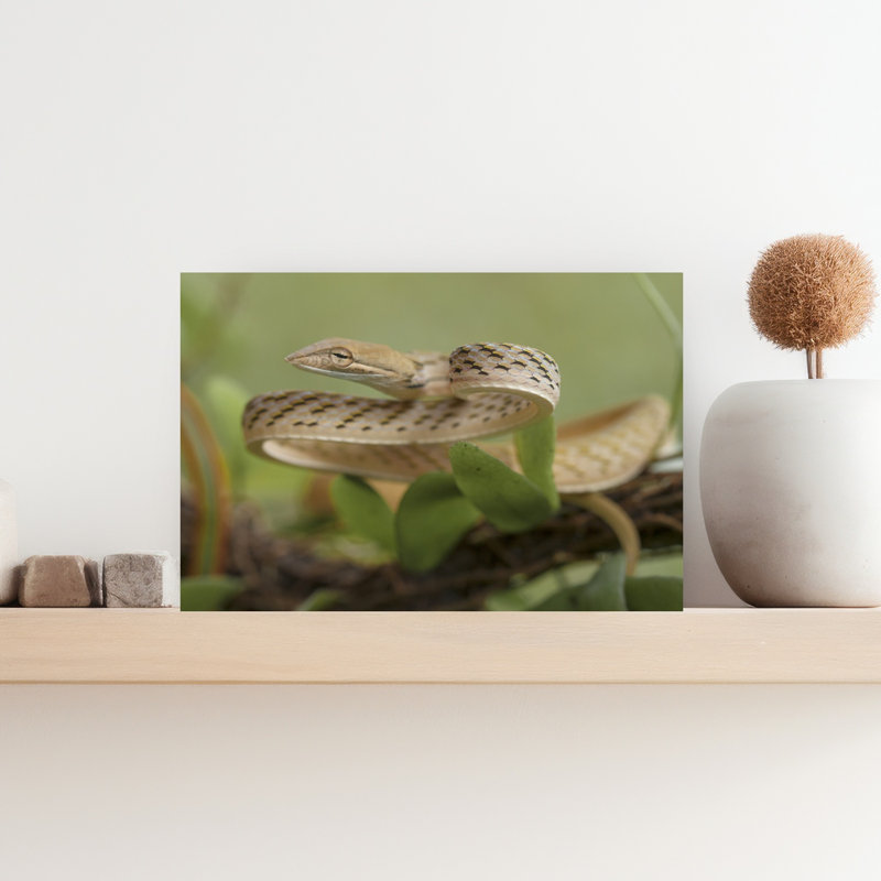 Watchful Vine Snake Delicate Elegant Snake Nature Tropical Wall Art Print by Abdul Gapur Dayak - Print, 30.48cm H x 45.72cm W
