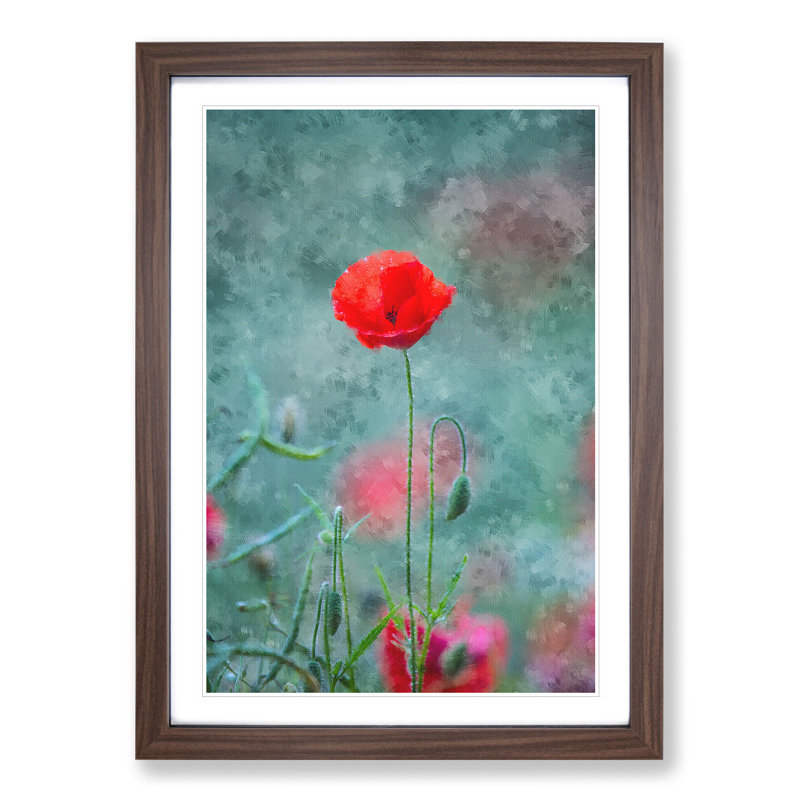 A Lone Poppy Flower - Picture Frame Graphic Art, 36cm H x 27cm W x 2cm D, Walnut Framed