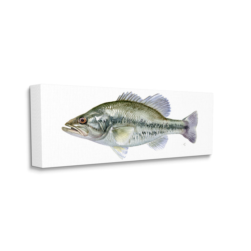 " Green Blue Bass Fish Modern Watercolor Over White ", Wrapped Canvas, 17" H x 40" W x 1.5" D