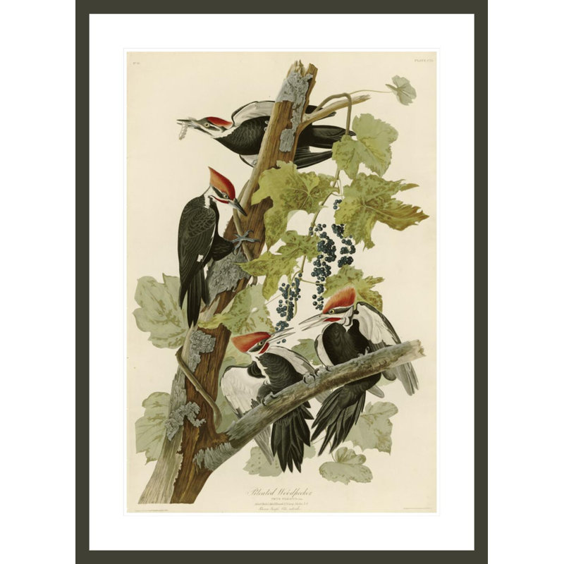 Pic pilonné par John James Audubon, impression giclée sur cadre, H 41,5 po x l 30,34 po