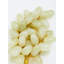 Molinari Food & Beverage Vase Filler-1520125068