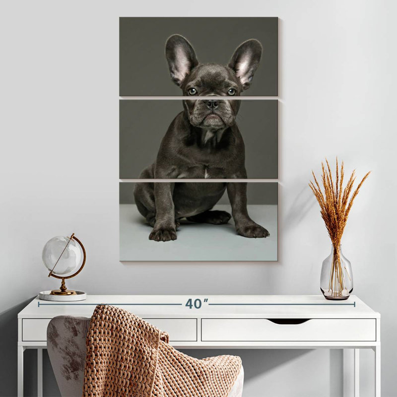 Chiot bouledogue français Brampt