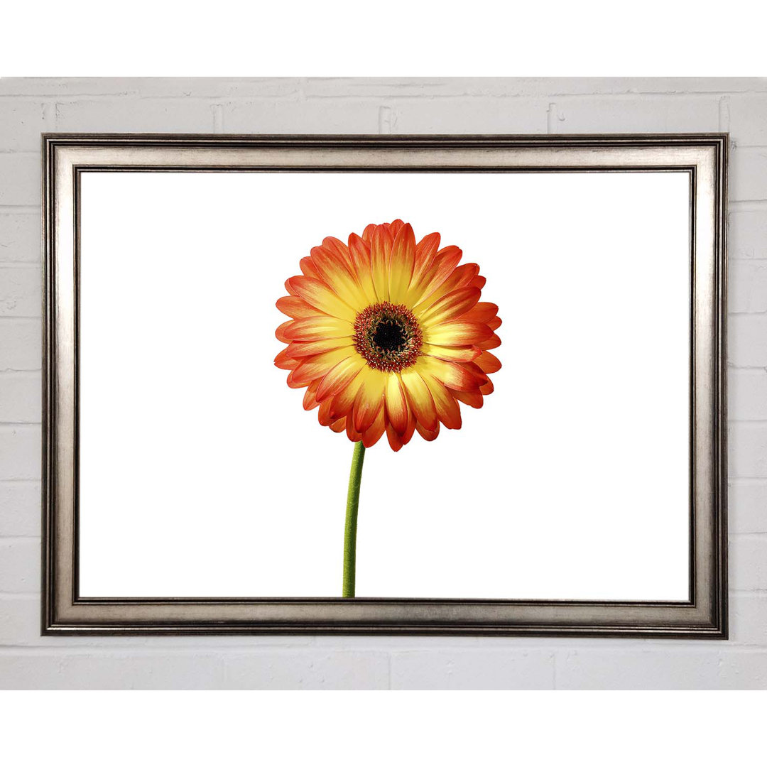 Orange Gerbera auf Weiß - Einzelner Bilderrahmen Kunstdrucke