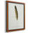 " Found Feather III " Painting Print-859429489