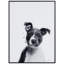 Pitbull - cadre photo, impression sur verre