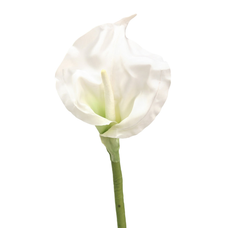 Calla Lily Open - Crème