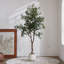 Faux Olive Tree Plant in Freestanding-584351314