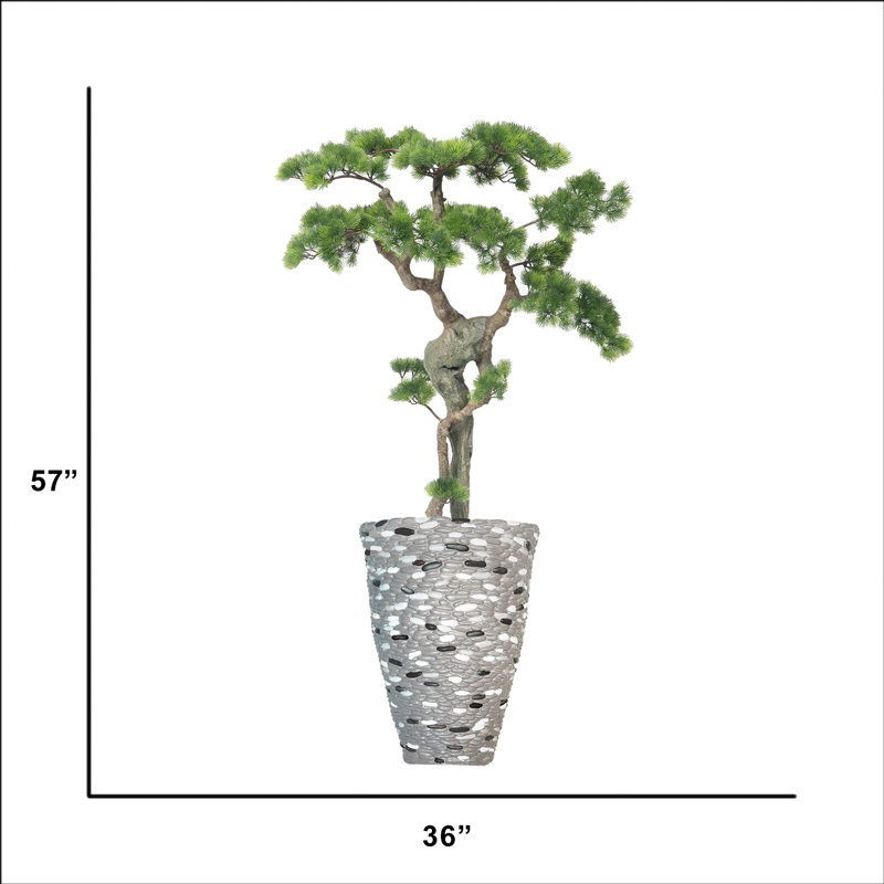 Bonsai 57 po H