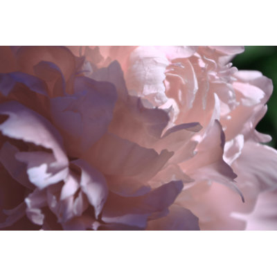 Velvet Peony I - Wrapped Canvas Art Prints