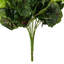 Géranium
