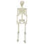  Halloween Skeleton White Plastic