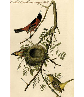 Orchidée oriole on hang nest par john audubon-impression d’art graphique