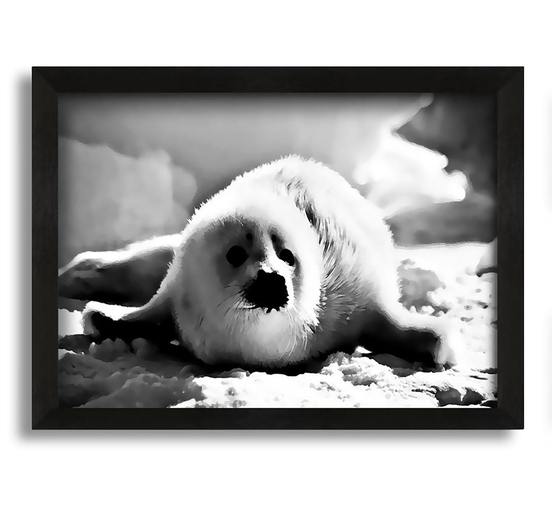 Gerahmtes Poster Seal Pup