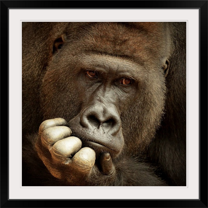 «Sense of Life» par Antje Wenner-Braun, reproduction de photo de Straub, H 20" x l 20" x P 1", Cadre noir