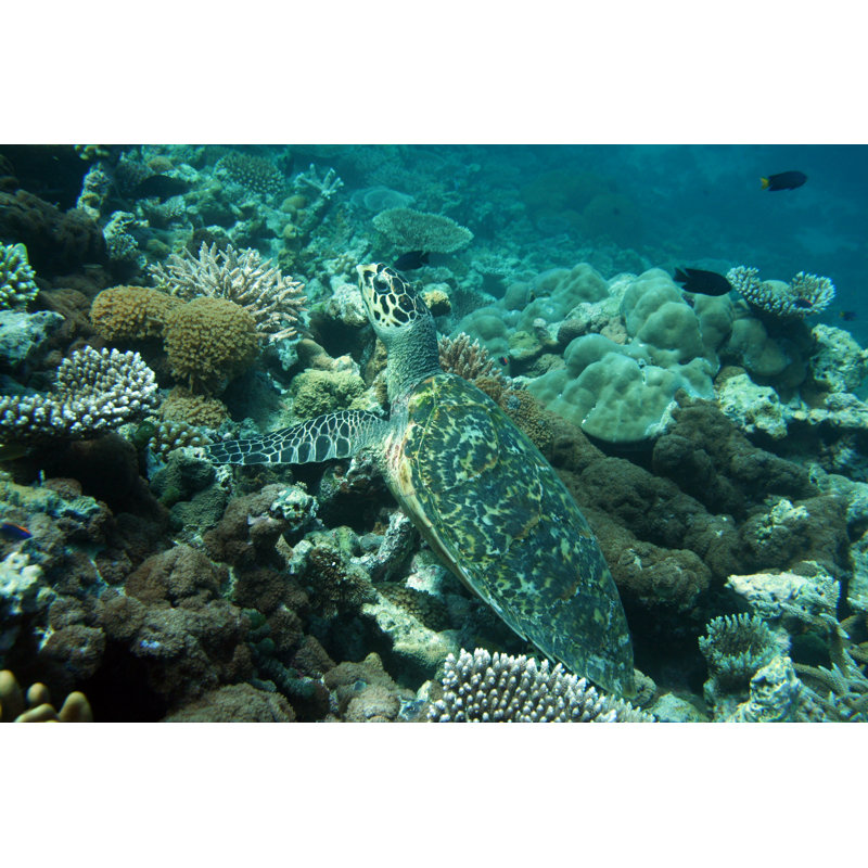 Bird-billed Turtle by PERICE - Wrapped Canvas Print, 30cm H x 46cm W