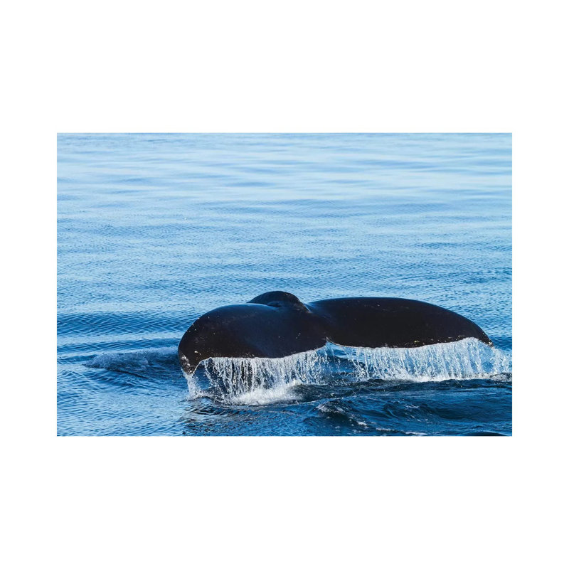 L'eau s'écoule d'une queue de baleine à bosse alors qu'elle se prépare à plonger, en Colombie-Britannique. par Brenda Tharp - impression d'art graphique