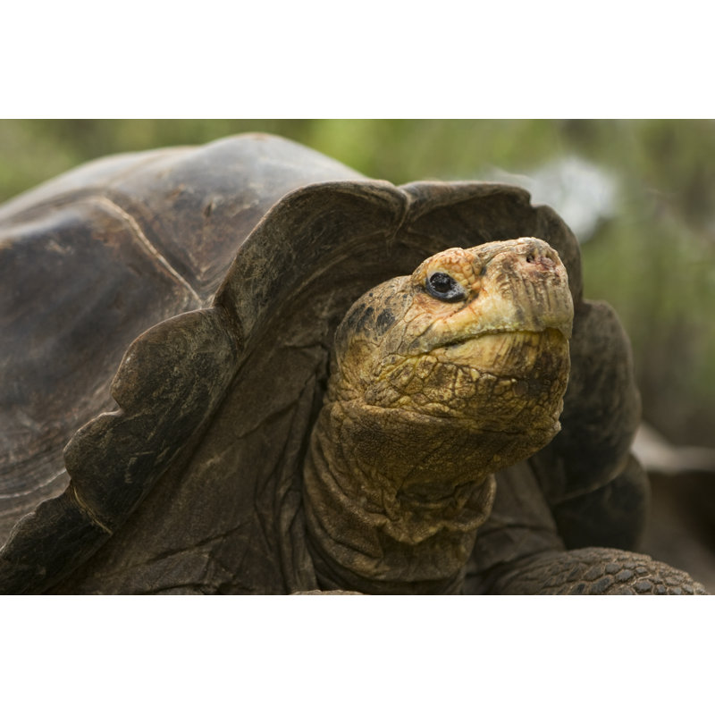 «Melitta Galapagos Giant Tortoise» par Photoblueice - photographie sur toile tendue, H 8 po x l 12 po