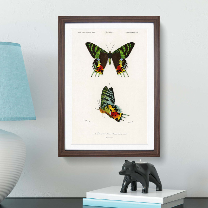 Madagascan Sunset Moth PL. 14 by Charles d' Orbigny - Picture Frame Painting Print, 36cm H x 27cm W x 2cm D, Walnut Framed